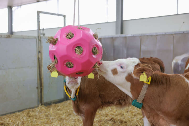 KERBL Futterspielball HeuBoy für Pferde